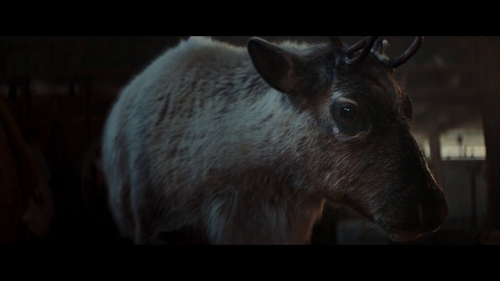 a close up of a goat in a barn