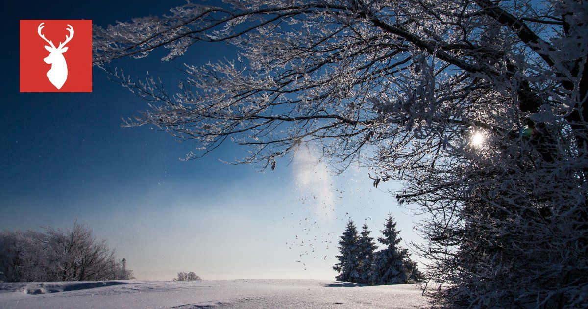 a snowy landscape with trees and a deer head