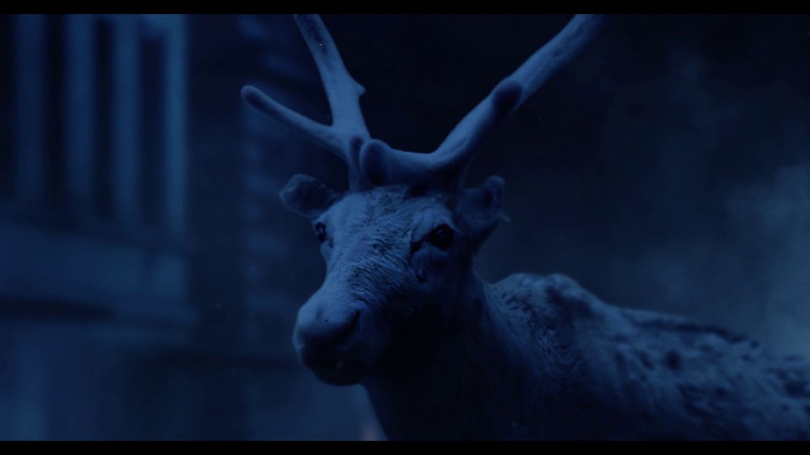 a close up of a deer in a dark room