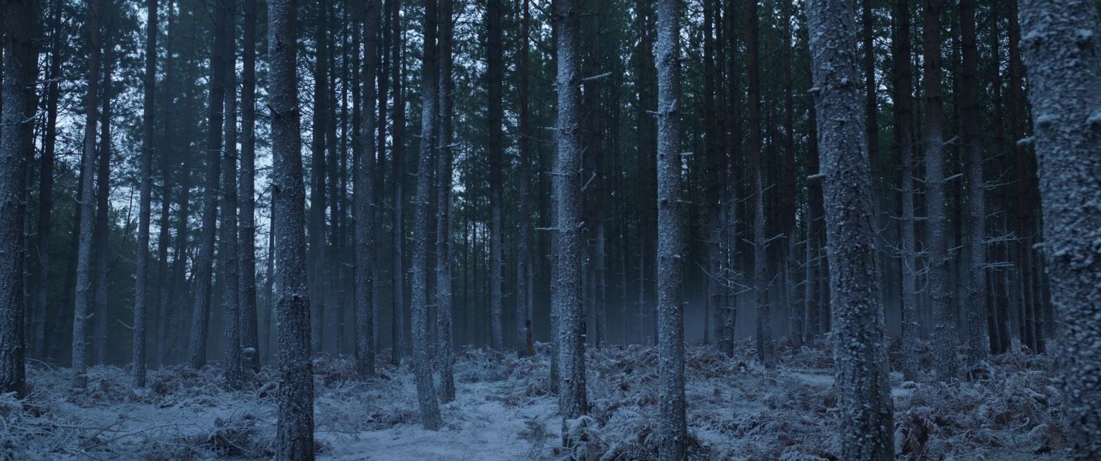 a forest filled with lots of trees covered in snow