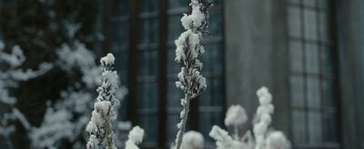 a bunch of snow covered plants in front of a building