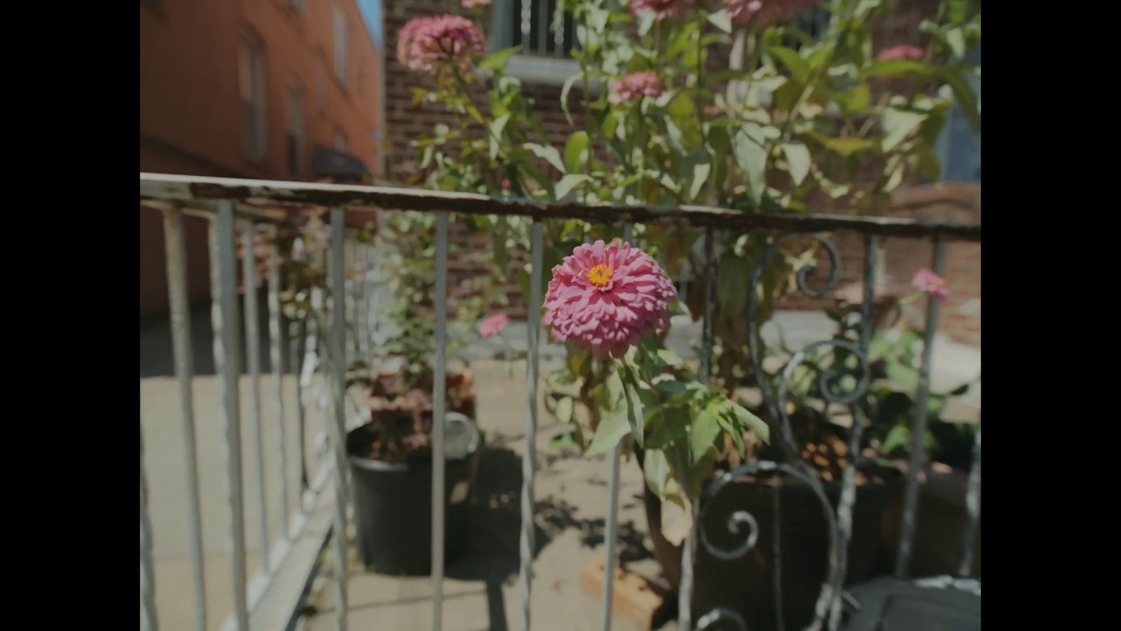 a pink flower is growing on a fence