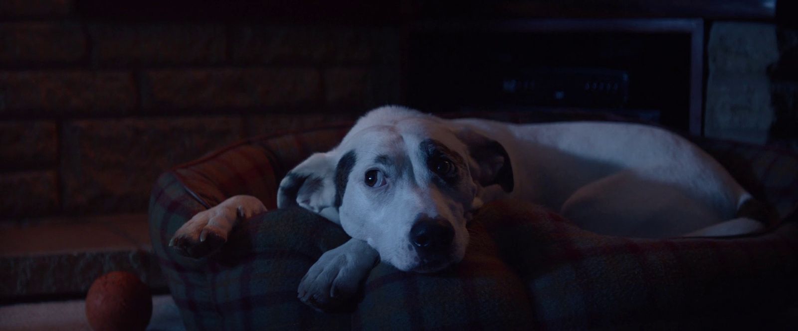 a dog laying on a couch in a dark room