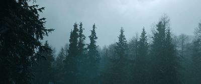 a foggy forest filled with lots of trees