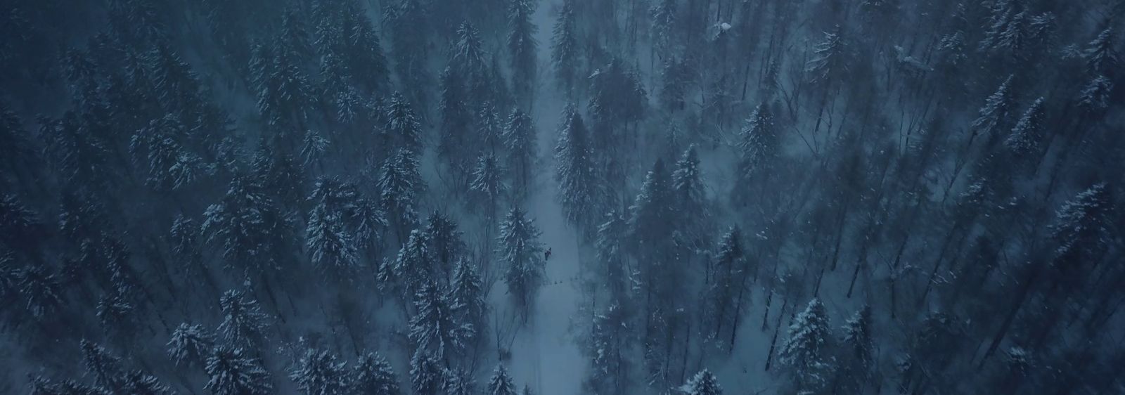 a forest filled with lots of trees covered in snow