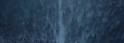 a forest filled with lots of trees covered in snow