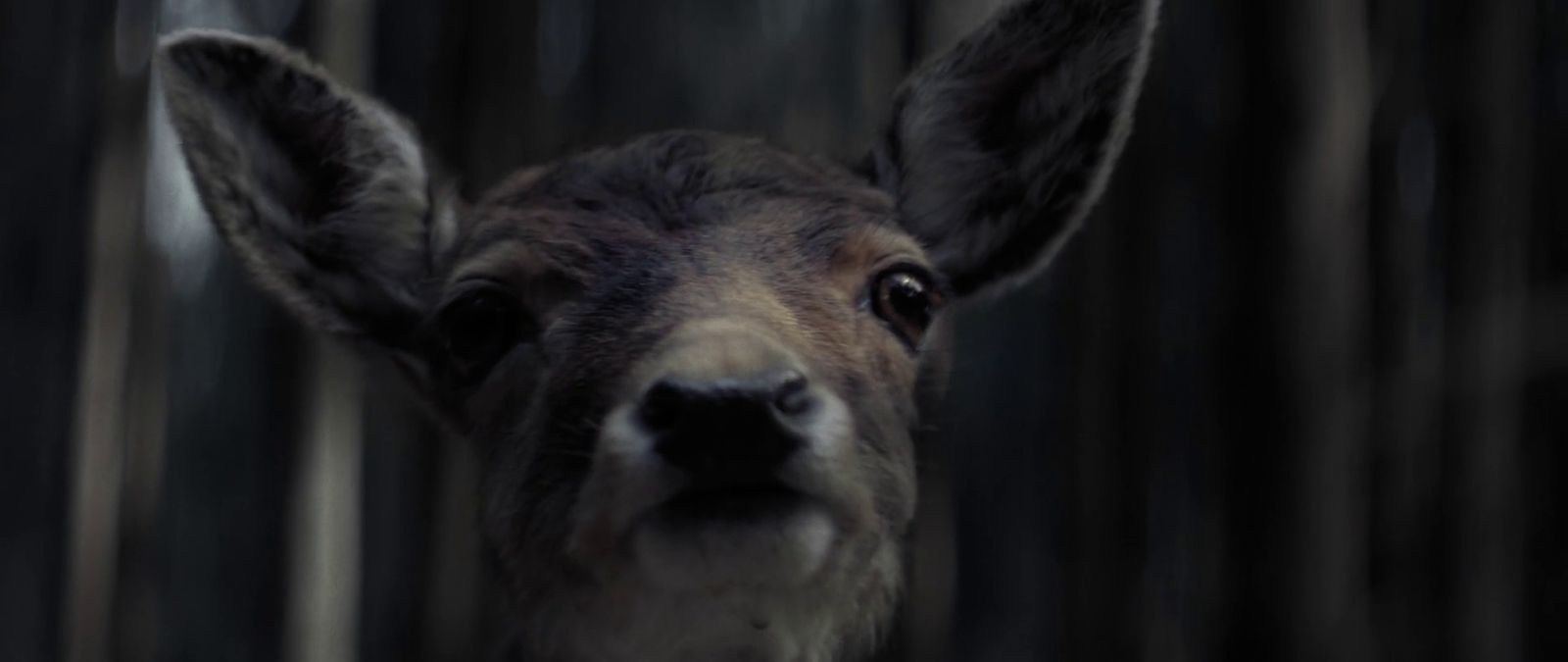 a close up of a deer's face with trees in the background