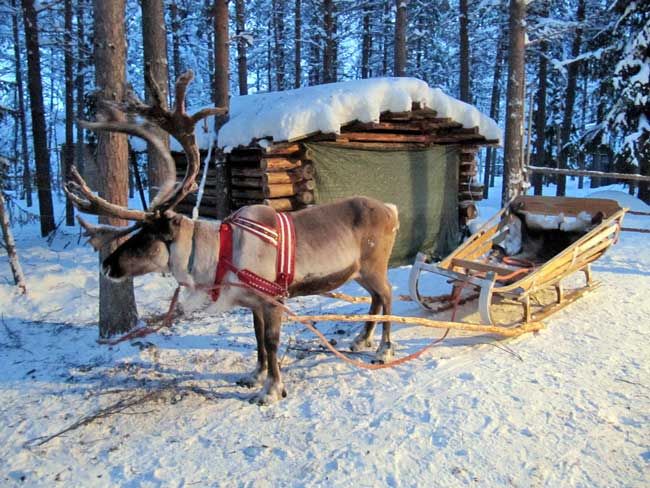 a reindeer pulling a sleigh in the snow