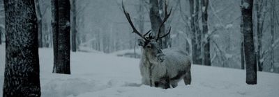 a deer standing in the middle of a snowy forest