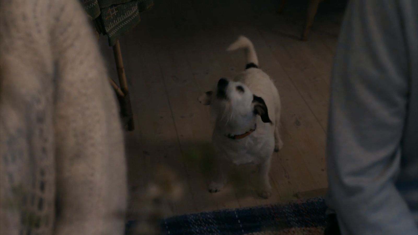 a white dog standing on top of a wooden floor