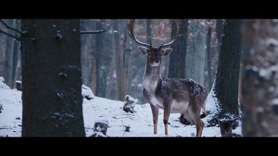 a deer standing in the middle of a snowy forest