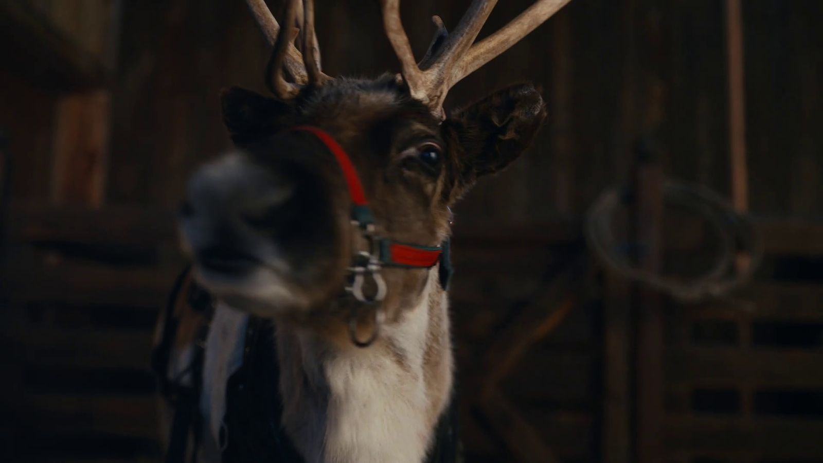 a close up of a reindeer with antlers on it's head