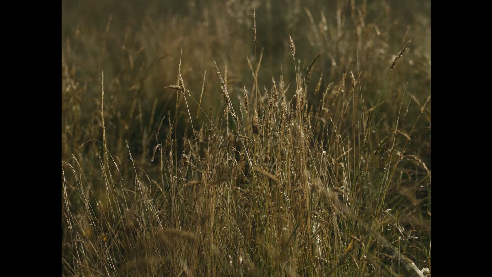 a close up of a field of tall grass