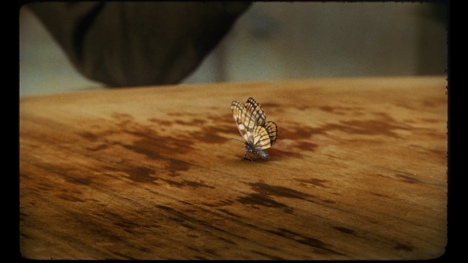 a butterfly sitting on top of a wooden table