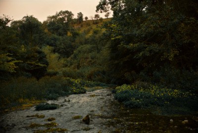 a river running through a lush green forest