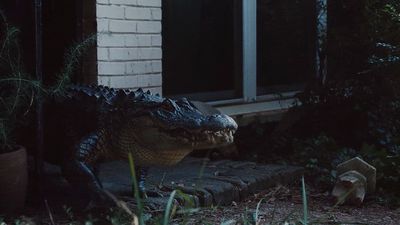 a large alligator is sitting outside of a house