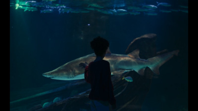 a person looking at a shark in a tank