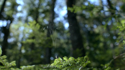 a spider web in the middle of a forest