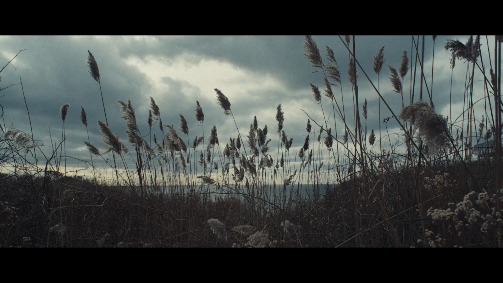 a bunch of tall grass blowing in the wind