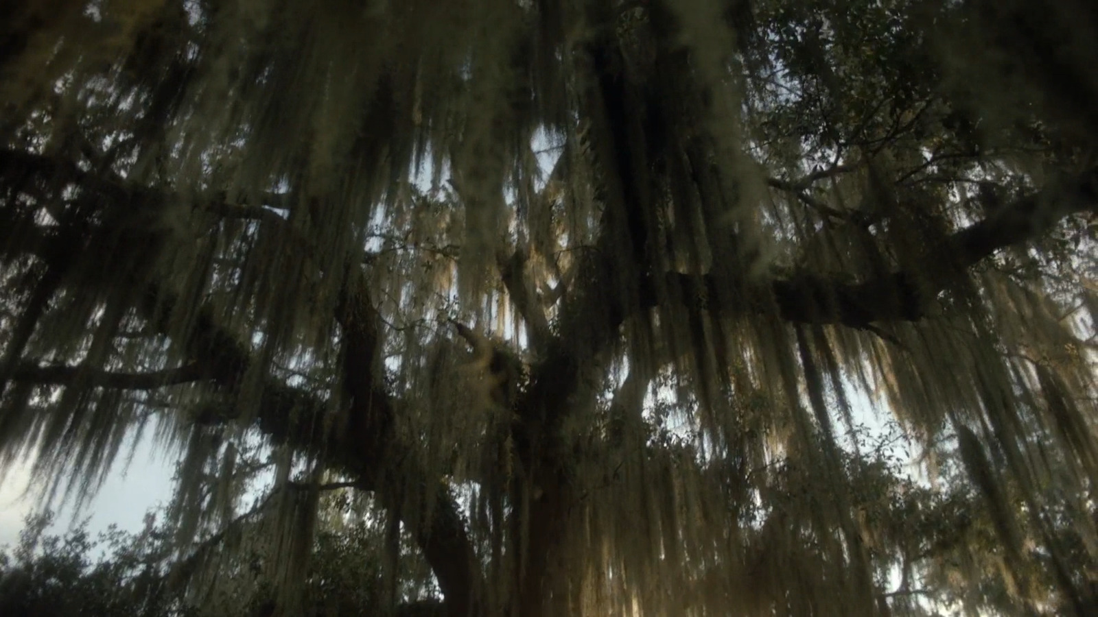 a large tree with lots of moss hanging from it's branches