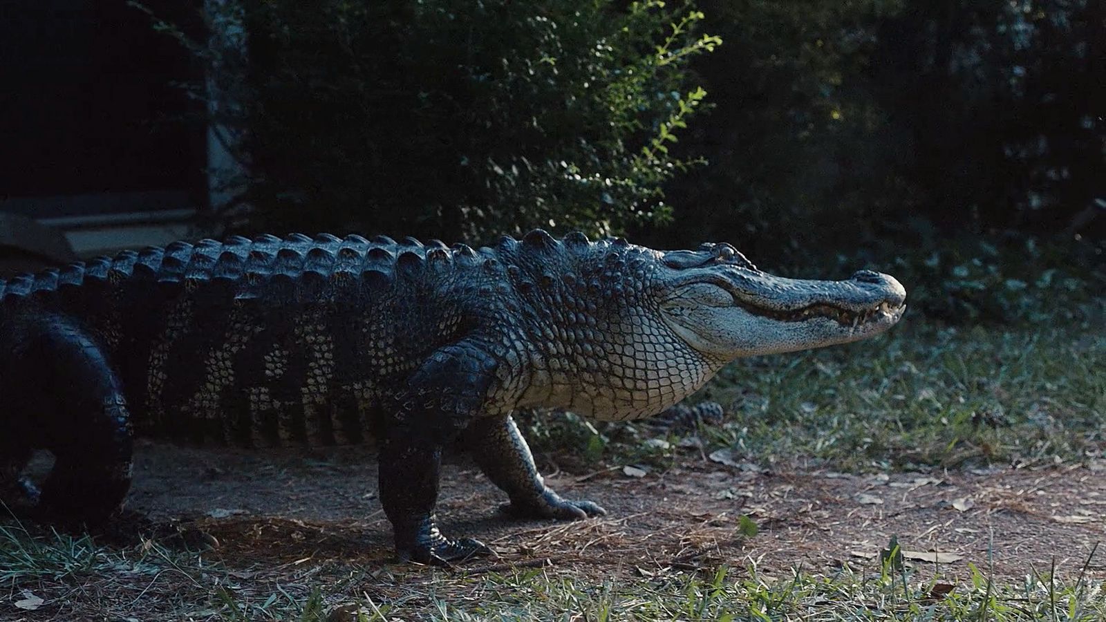 a large alligator standing on top of a grass covered field