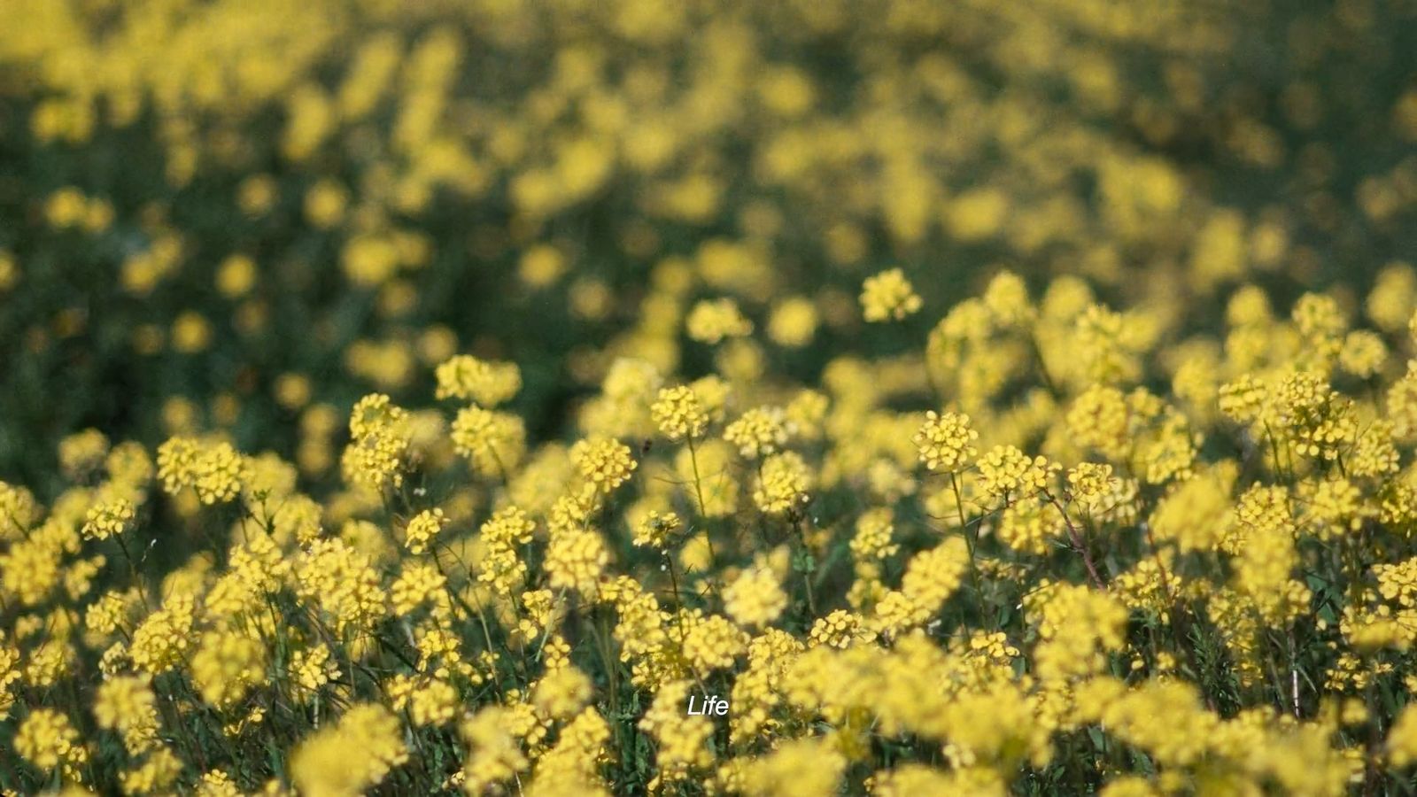 a field full of yellow flowers in the middle of the day