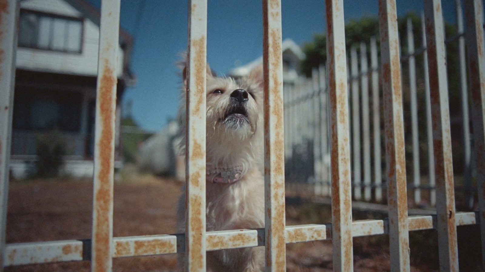 a small white dog standing behind a metal fence