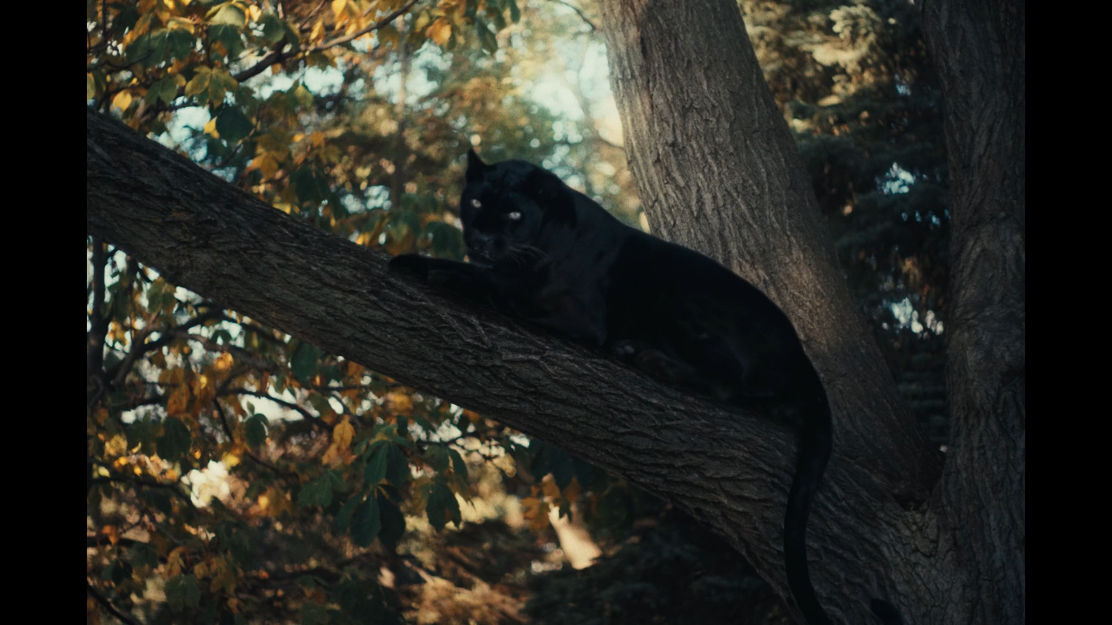 a black cat sitting on top of a tree branch