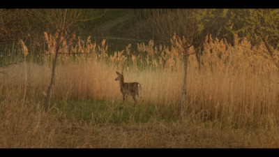 a deer standing in a field of tall grass