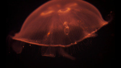 a close up of a jellyfish in the dark