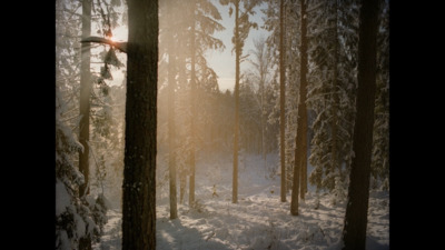 a forest filled with lots of trees covered in snow