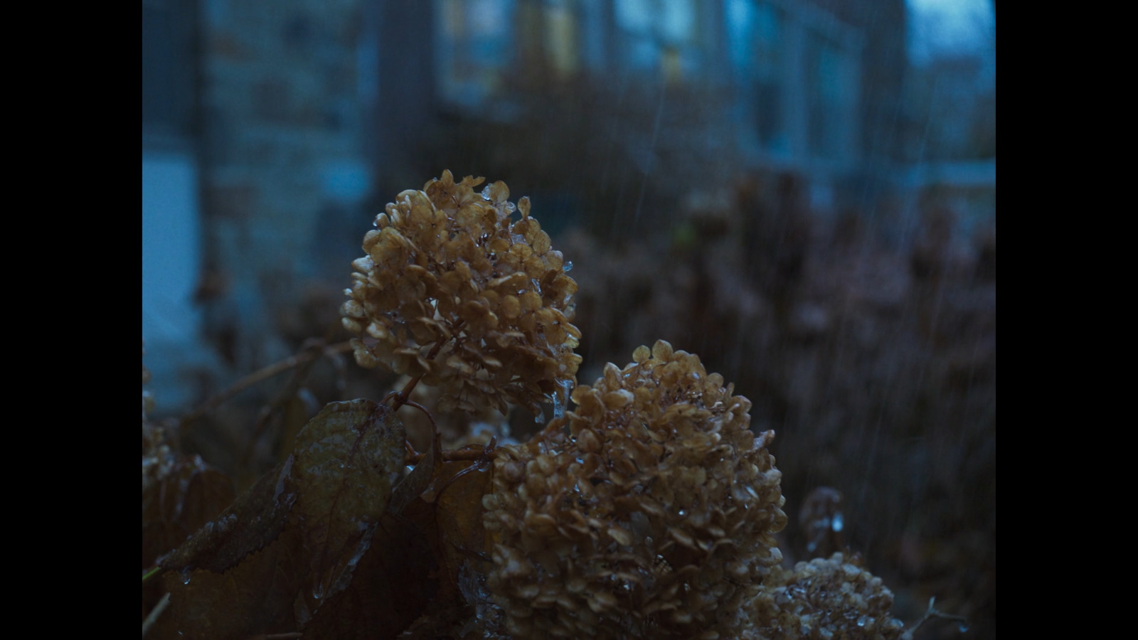 a close up of a plant with a building in the background