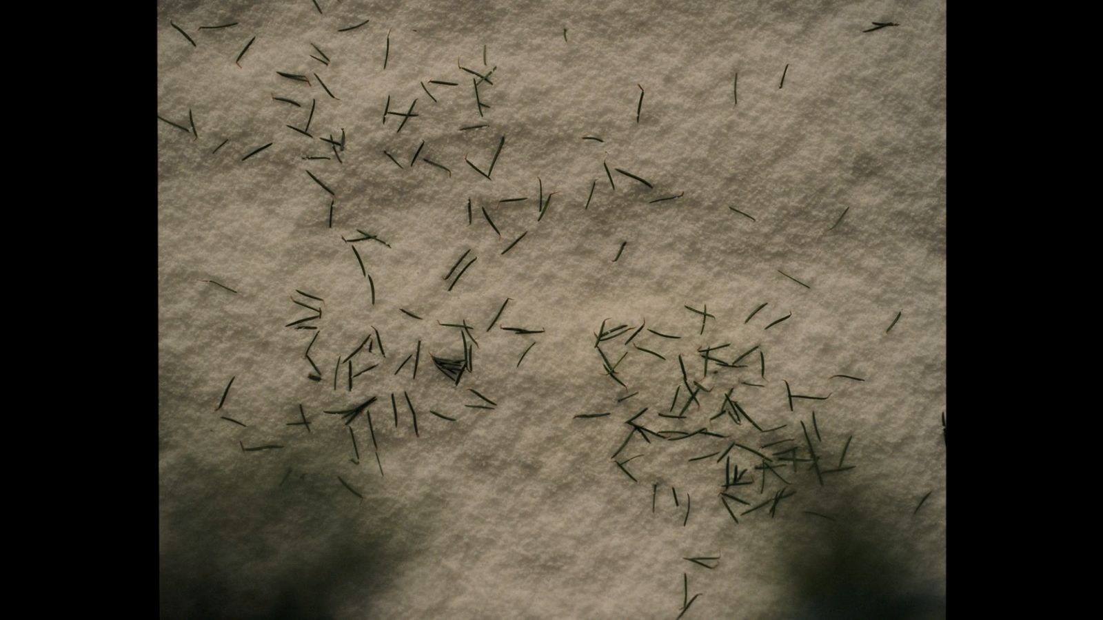 a bunch of dandelions that are in the snow