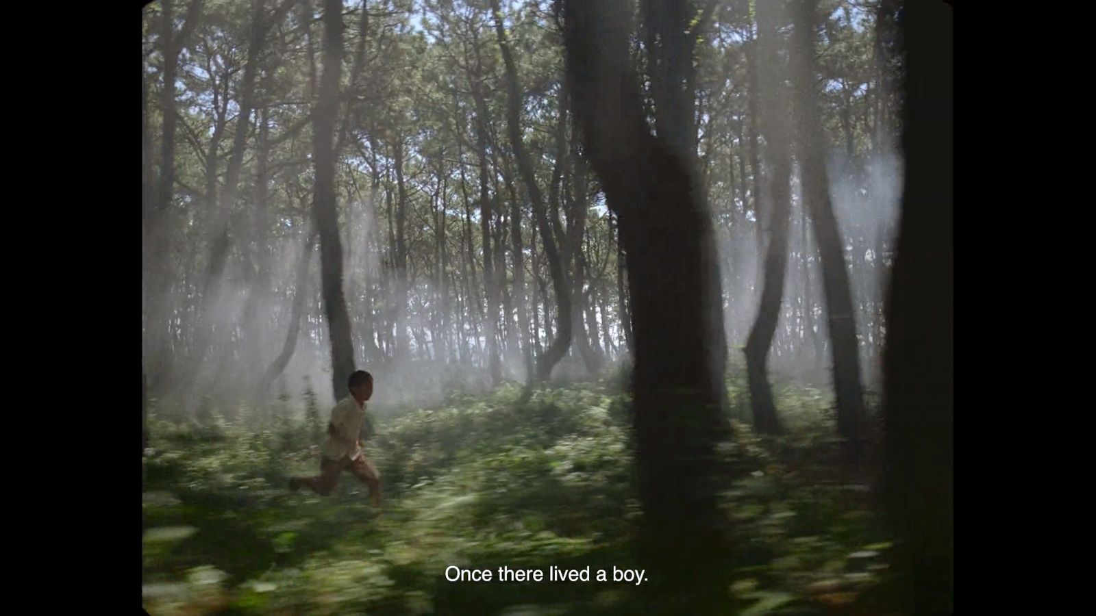 a person walking through a forest filled with trees