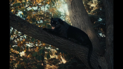 a black cat sitting on top of a tree branch