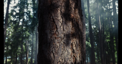 a large tree in the middle of a forest