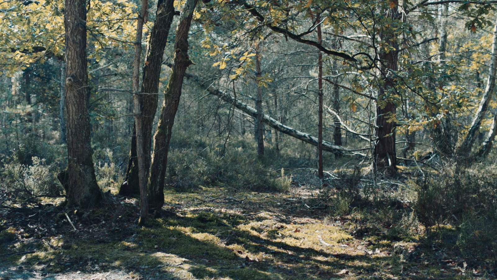 a dirt path in the middle of a forest