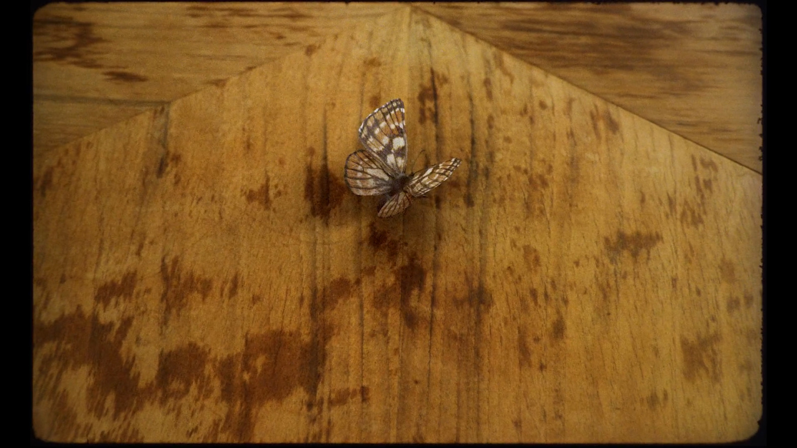 a close up of a butterfly on a wooden floor