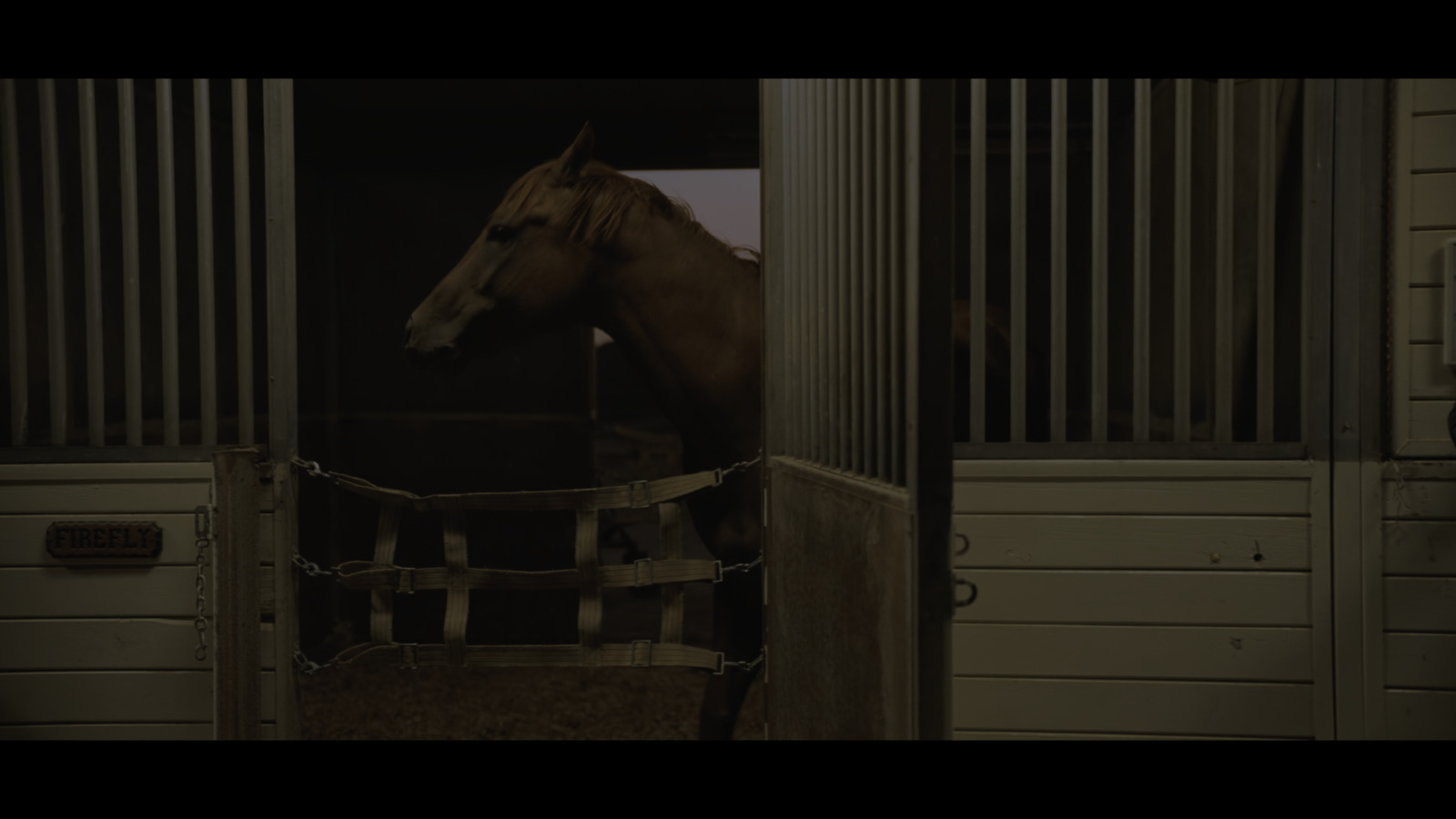 a horse in a stable looking out of the stall