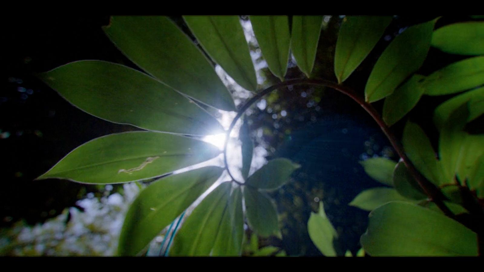 the sun shines through the leaves of a tree