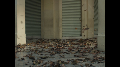 a bunch of leaves that are on the ground