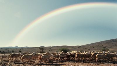 a herd of sheep standing on top of a dry grass field