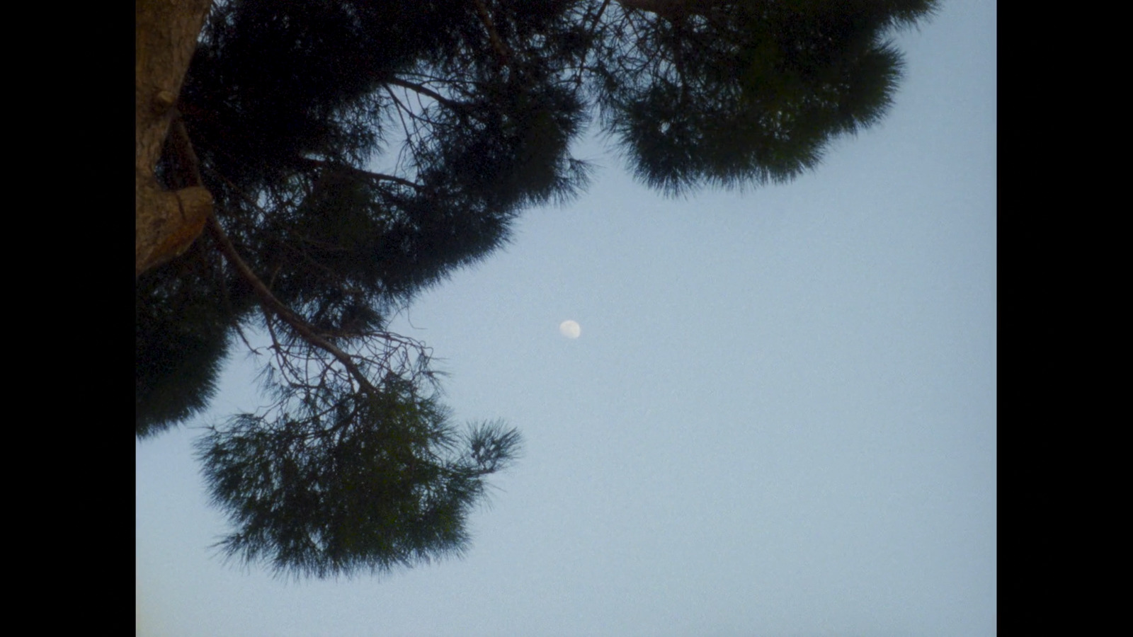 the moon is seen through the branches of a tree