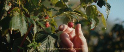 a hand reaching for a berry on a bush