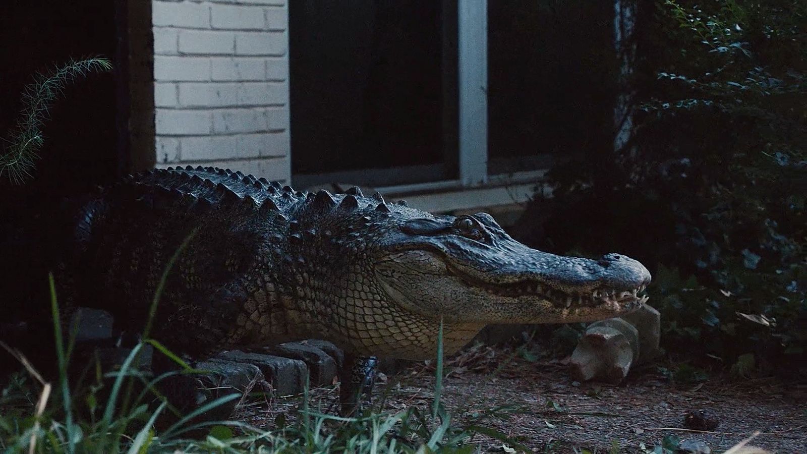 a large alligator laying on the ground in front of a house