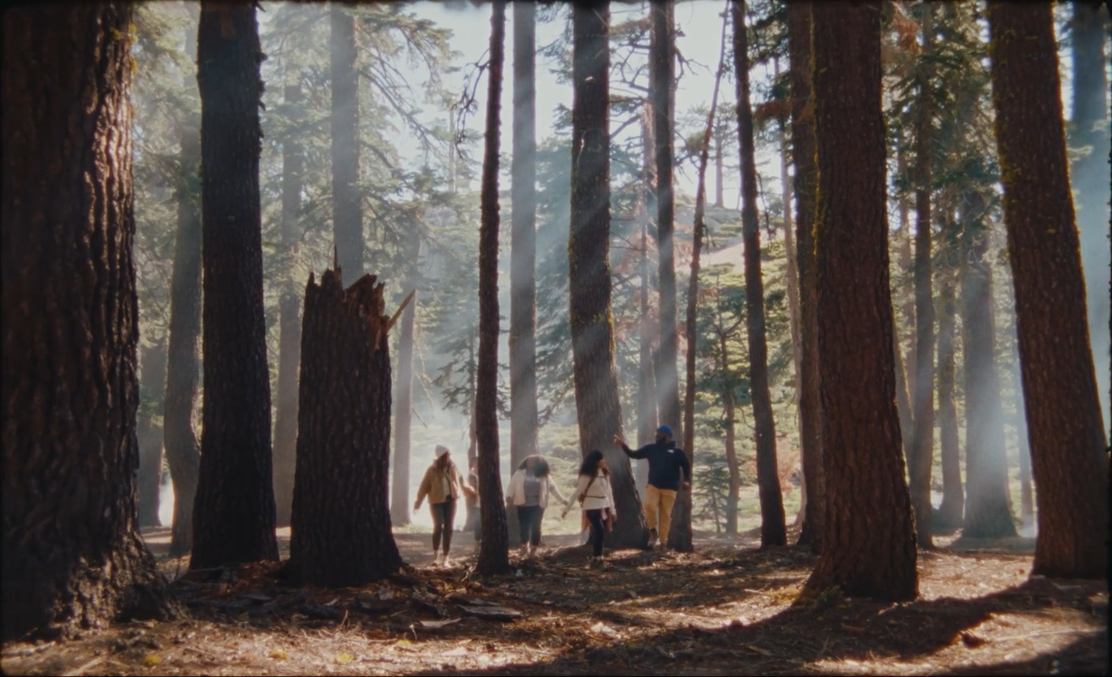 a group of people walking through a forest