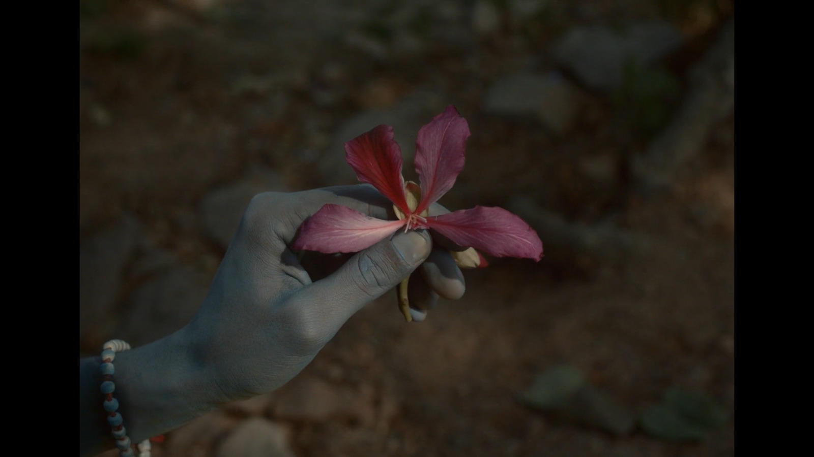 a person holding a flower in their hand