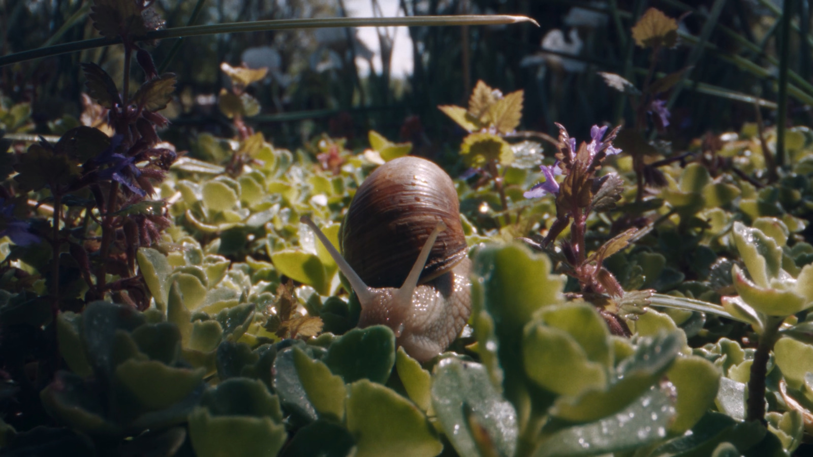 a snail sitting on top of a lush green plant