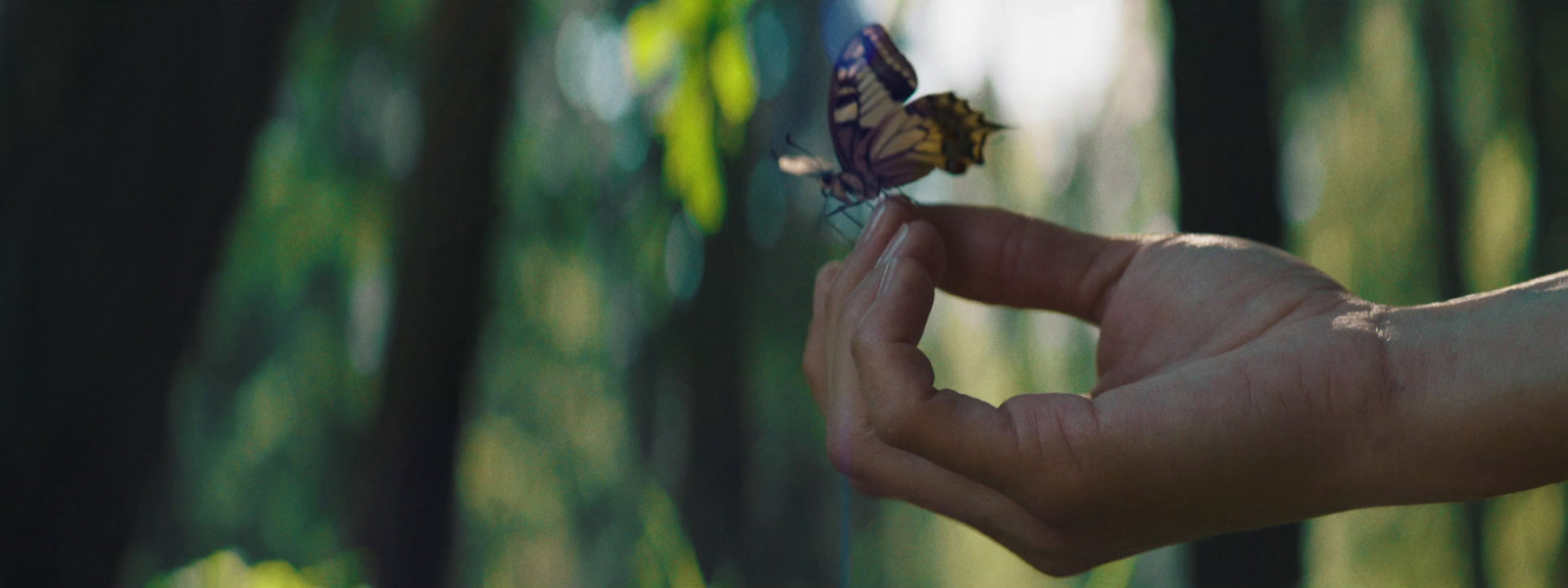 a person holding a butterfly in their hand