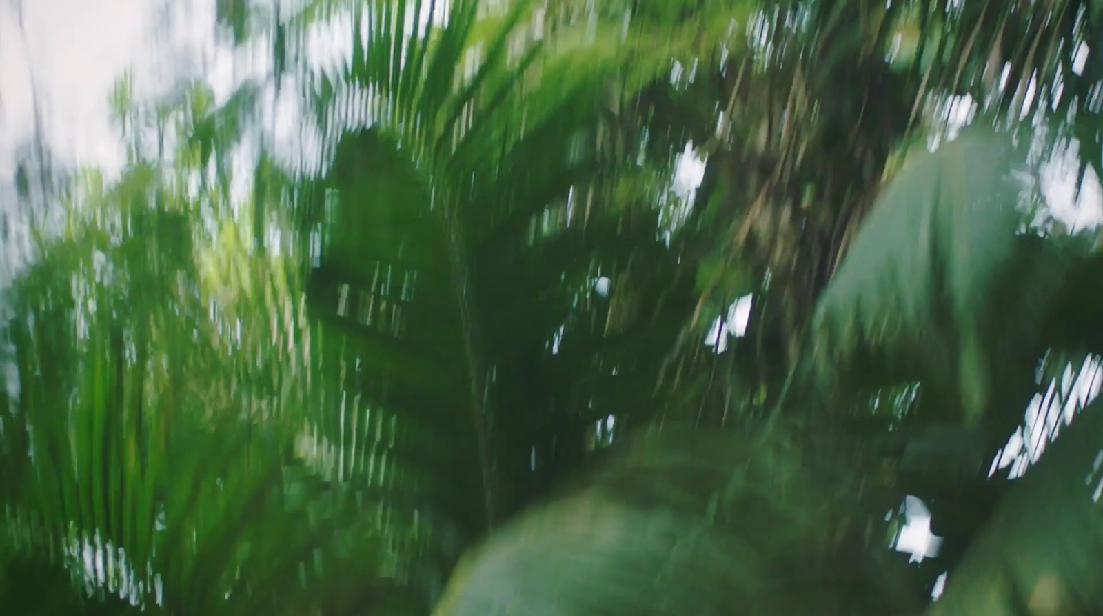 a blurry photo of a tree with lots of leaves